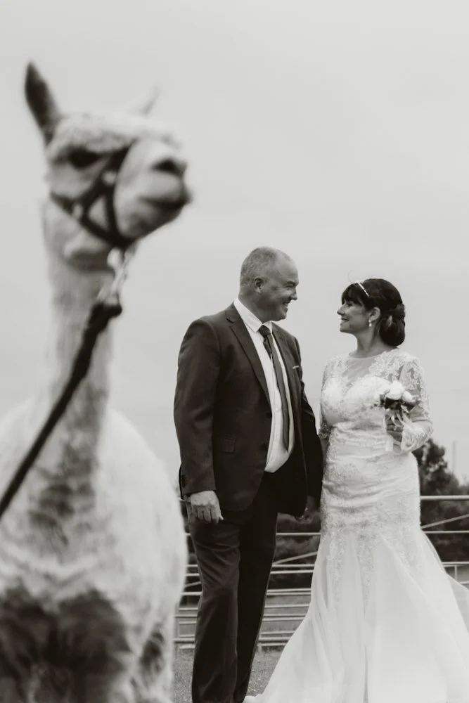 A bride and groom smiling and looking at each other outdoors, with a llama in the foreground.