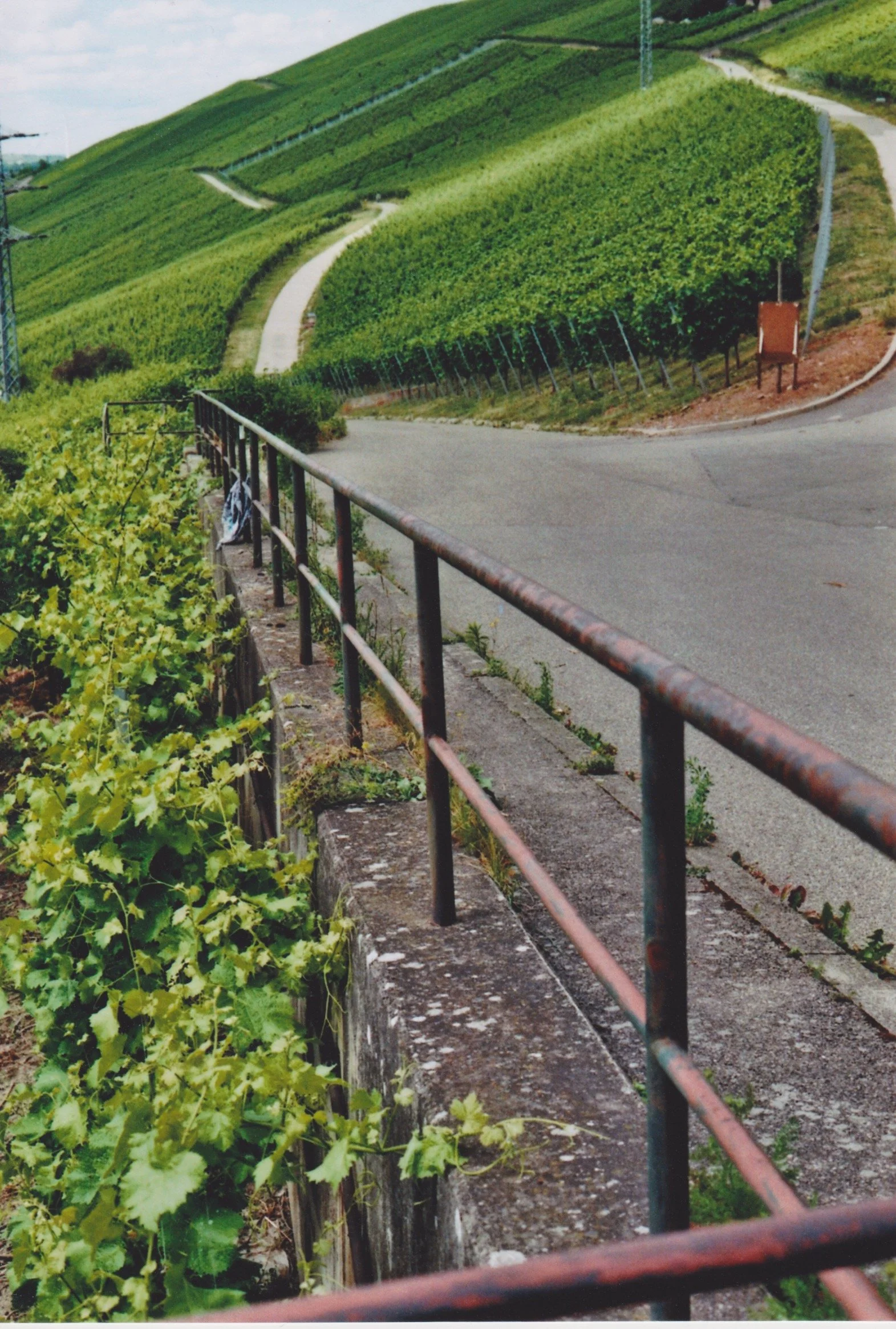 Hügel mit Weinreben, sanfte Kurven der Straße, Eisenzaun und grüner Bewuchs, sanfte Hügel im Hintergrund.