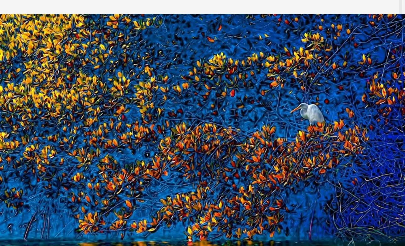 Alone in the Mangroves-90x55.jpg