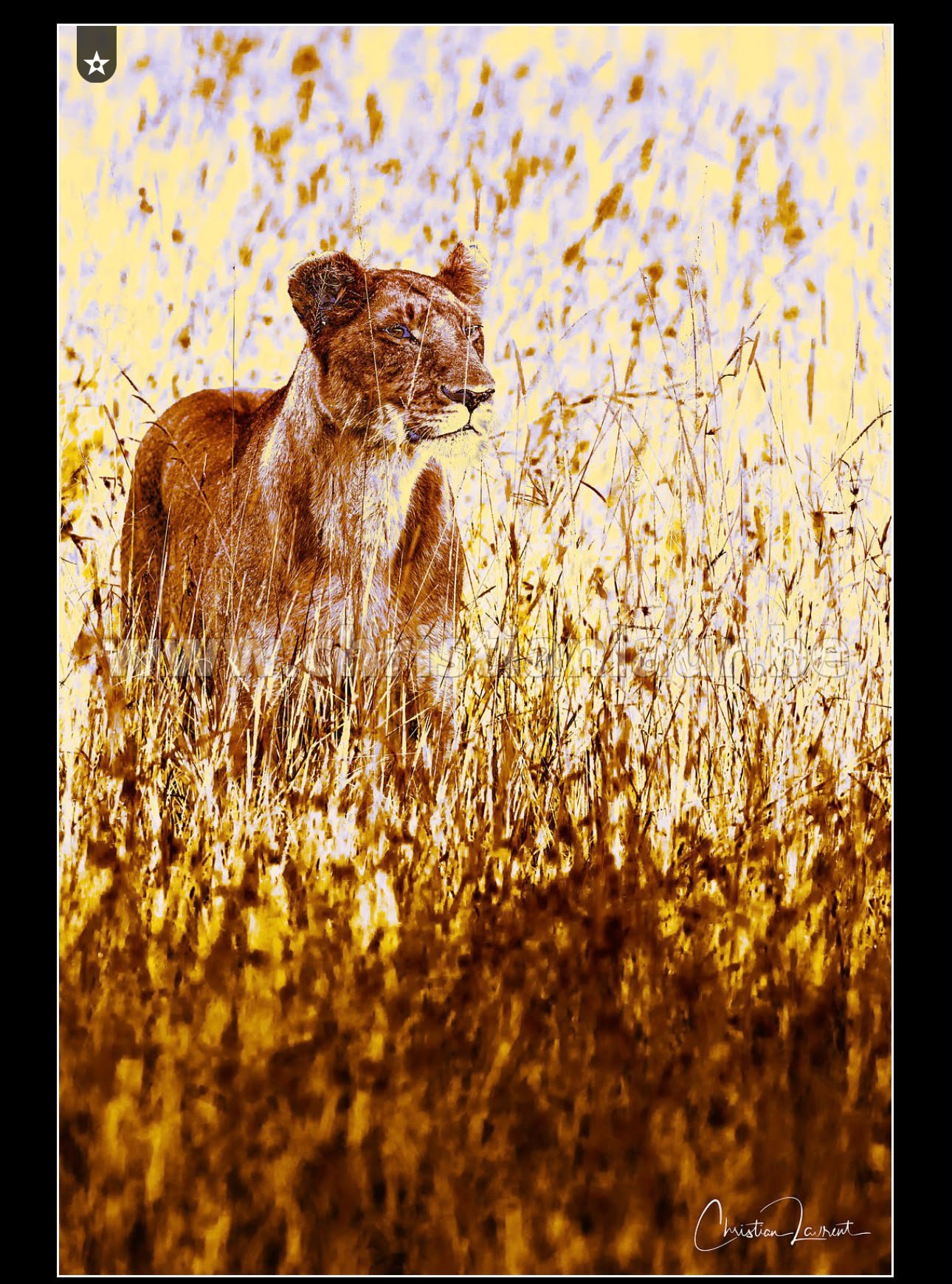 Lionness in the bush90x60.jpg