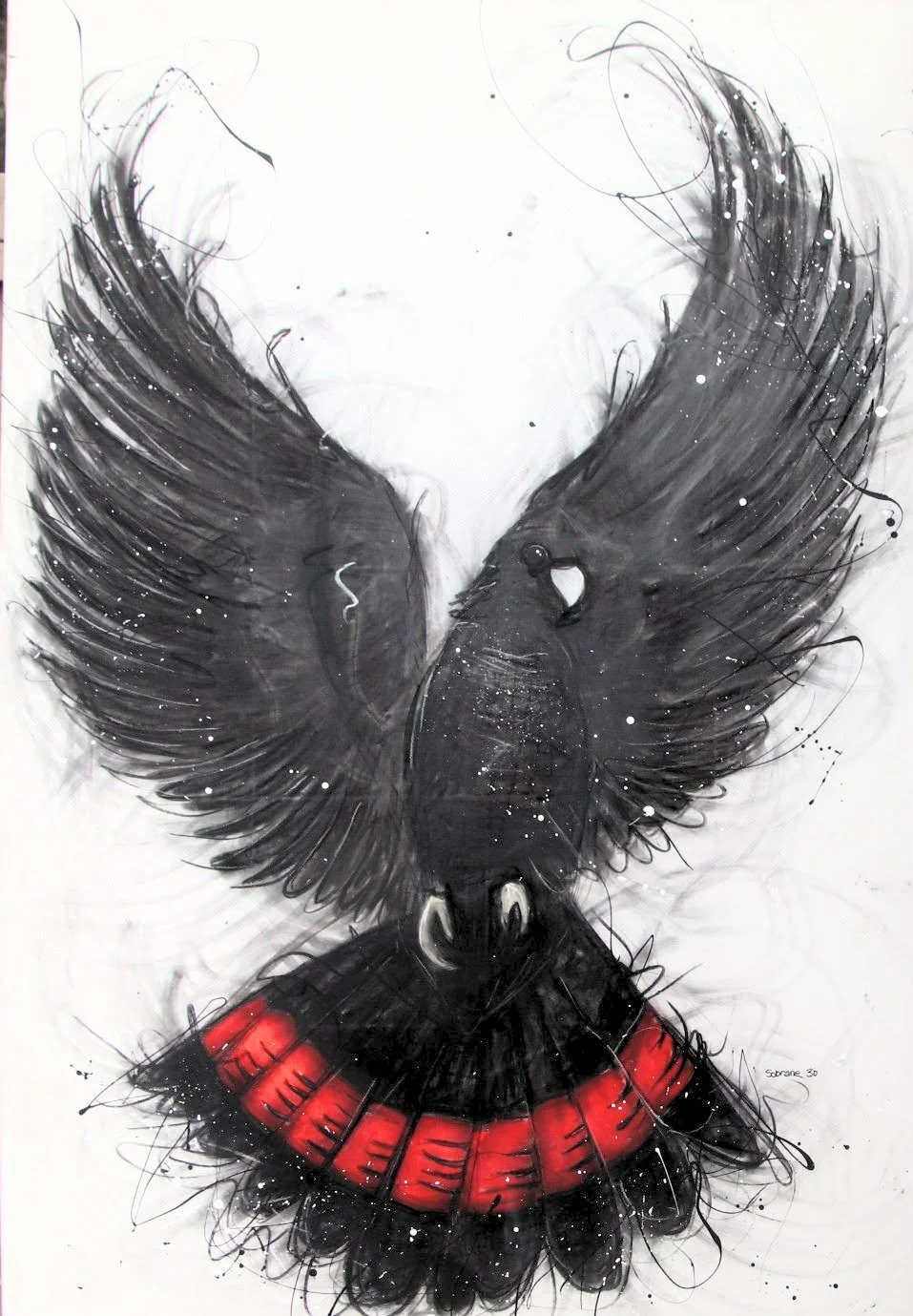 Redtail Black Cockatoo