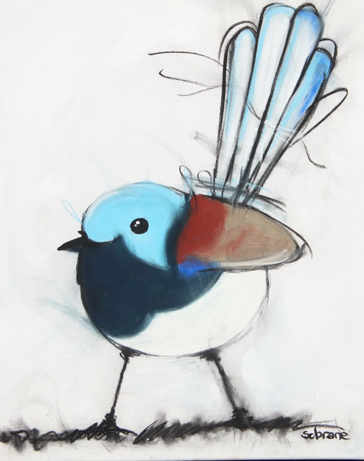 Pretty little Variegated Wren