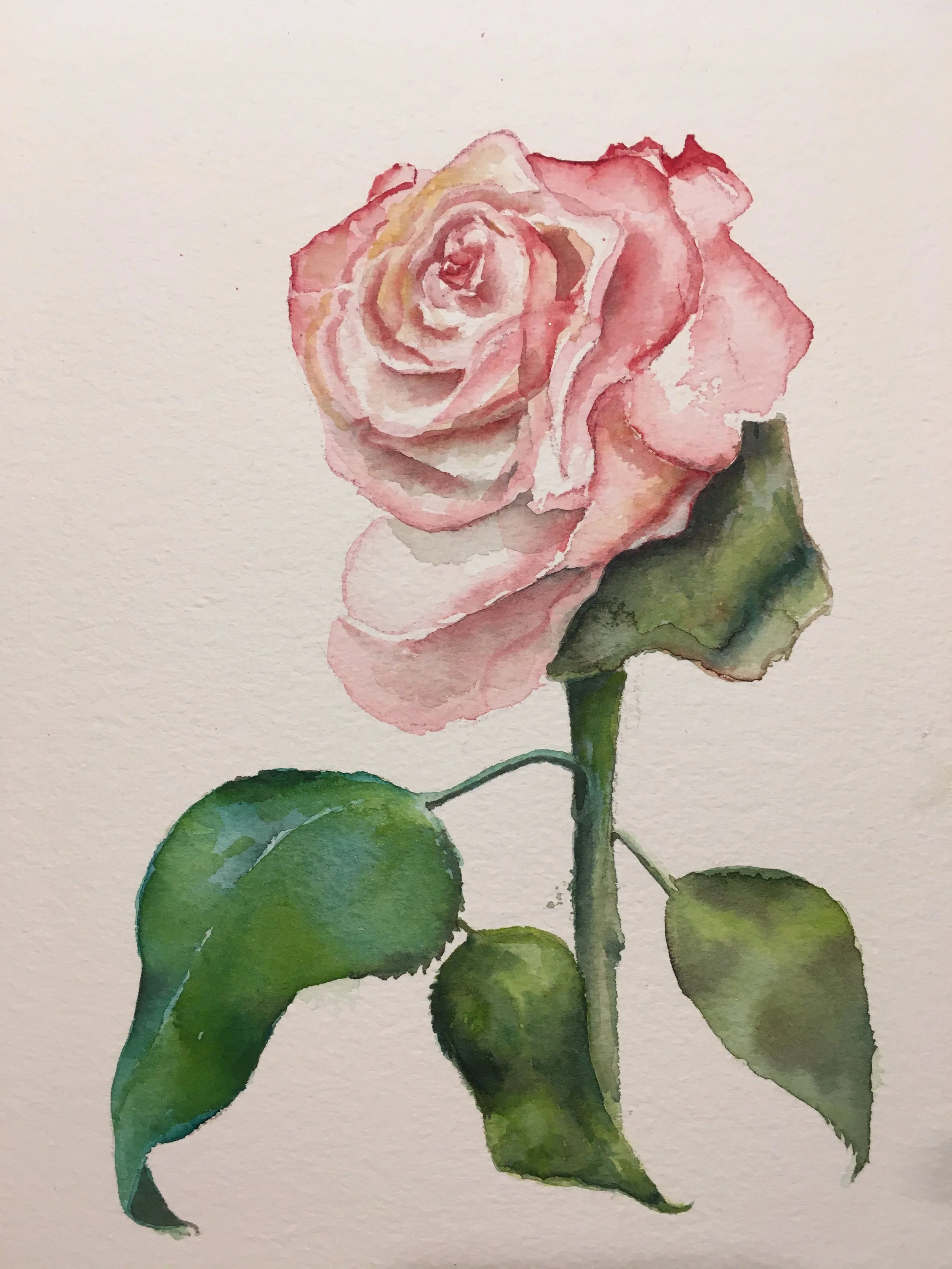 Rose I