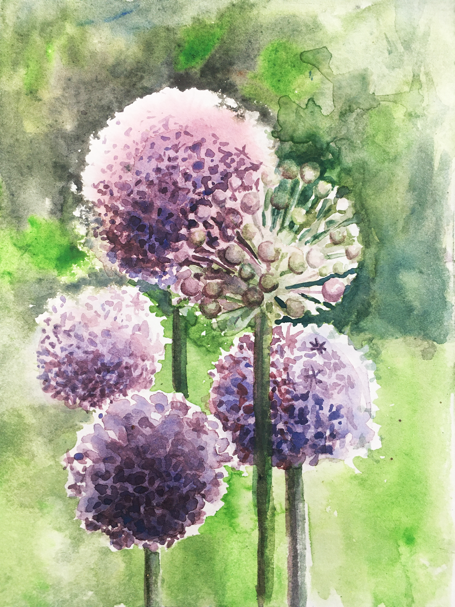 Aliums