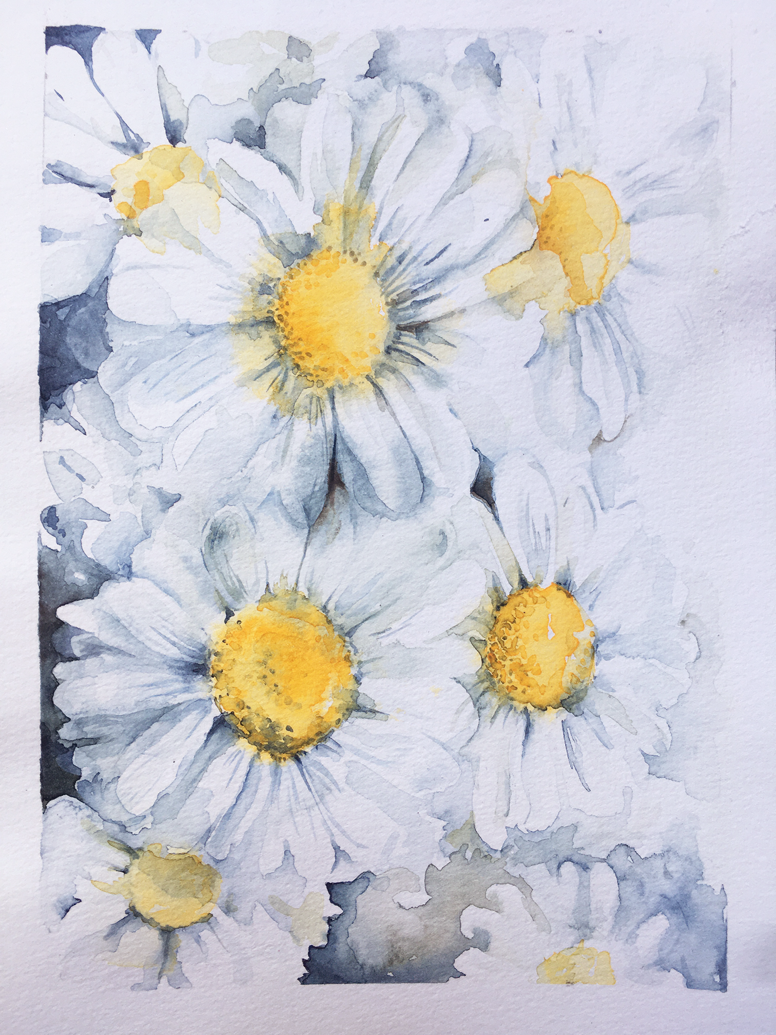Daisies