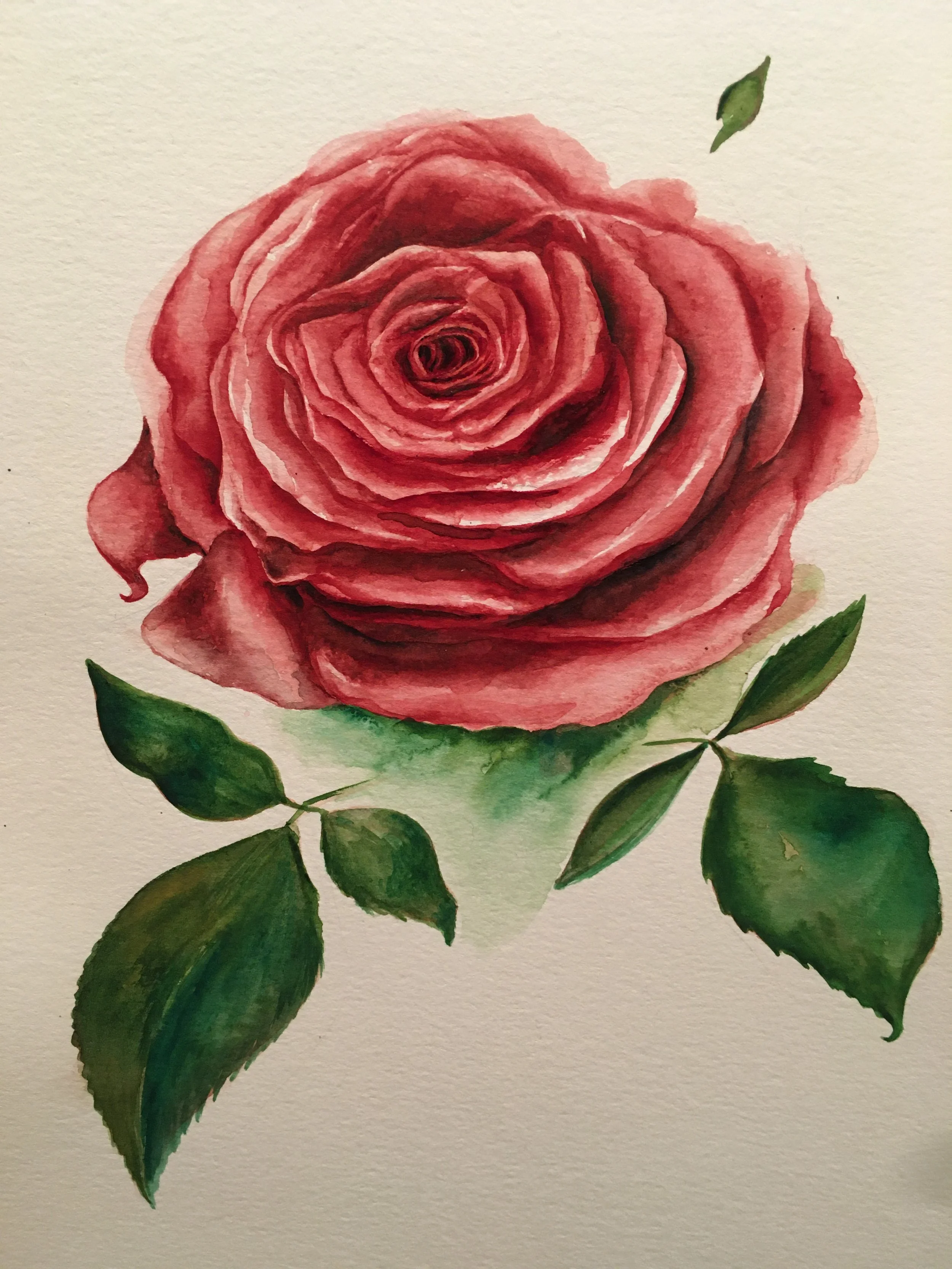 Rose II