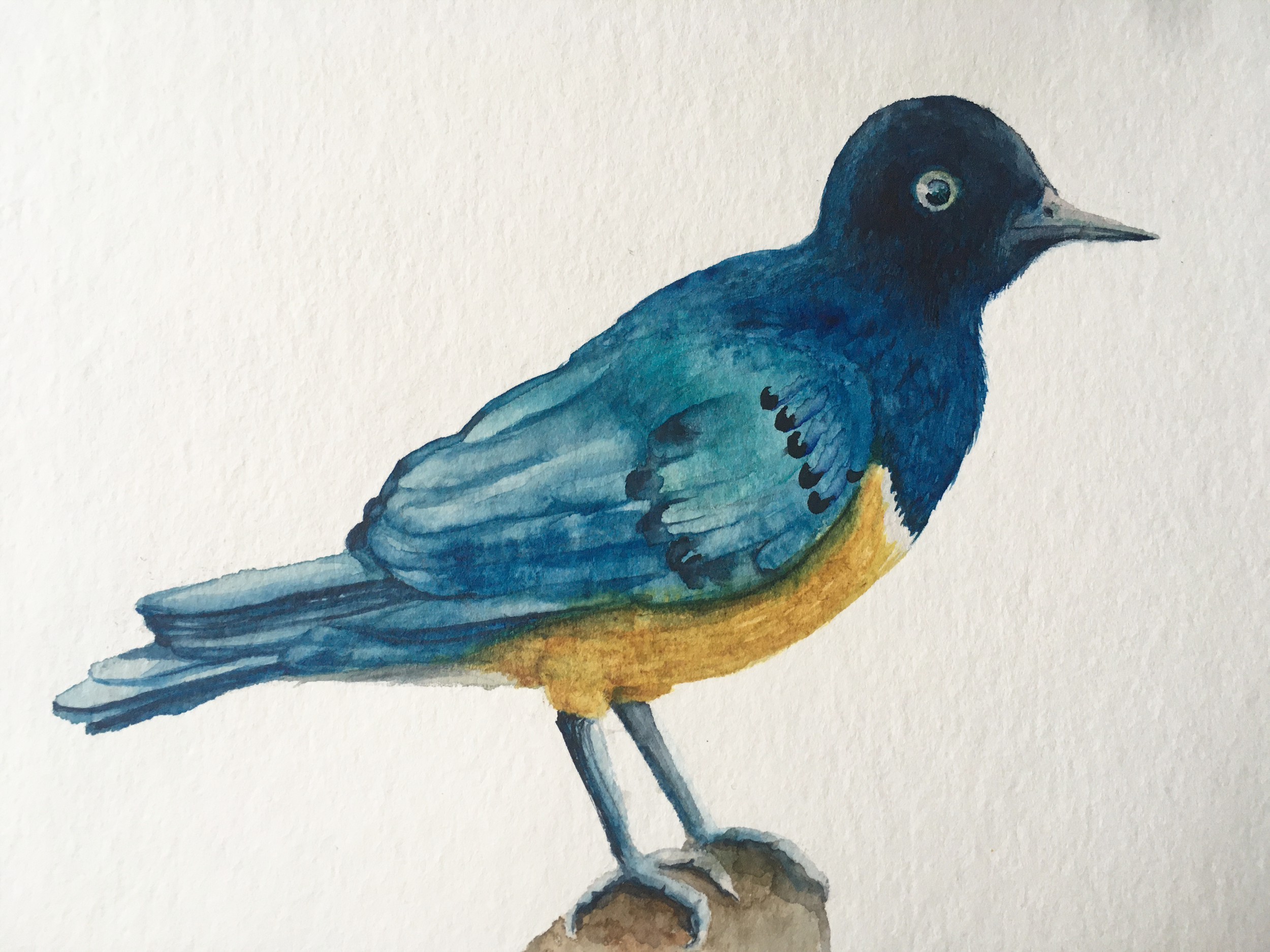 kenyan Starling