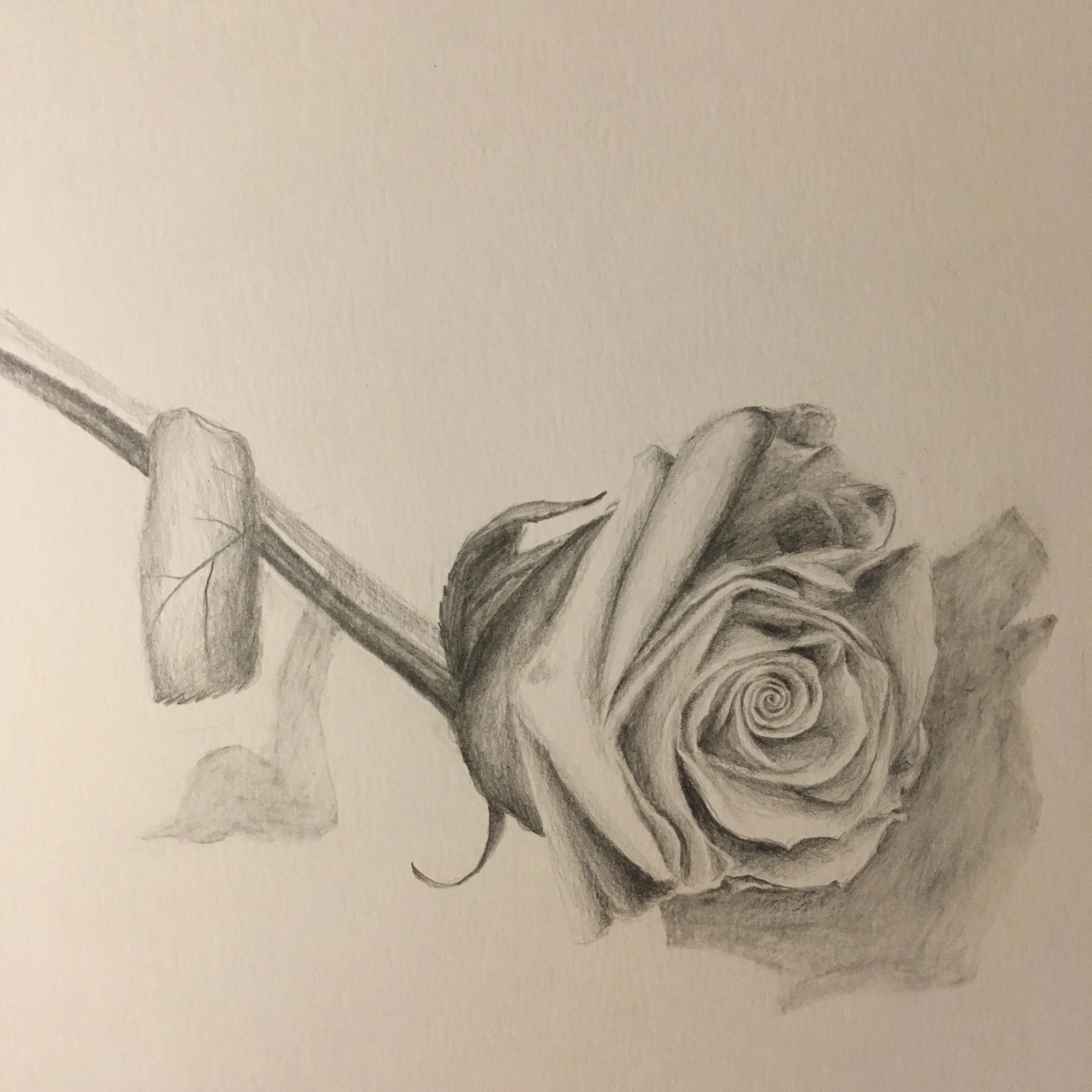 Rose in graphite
