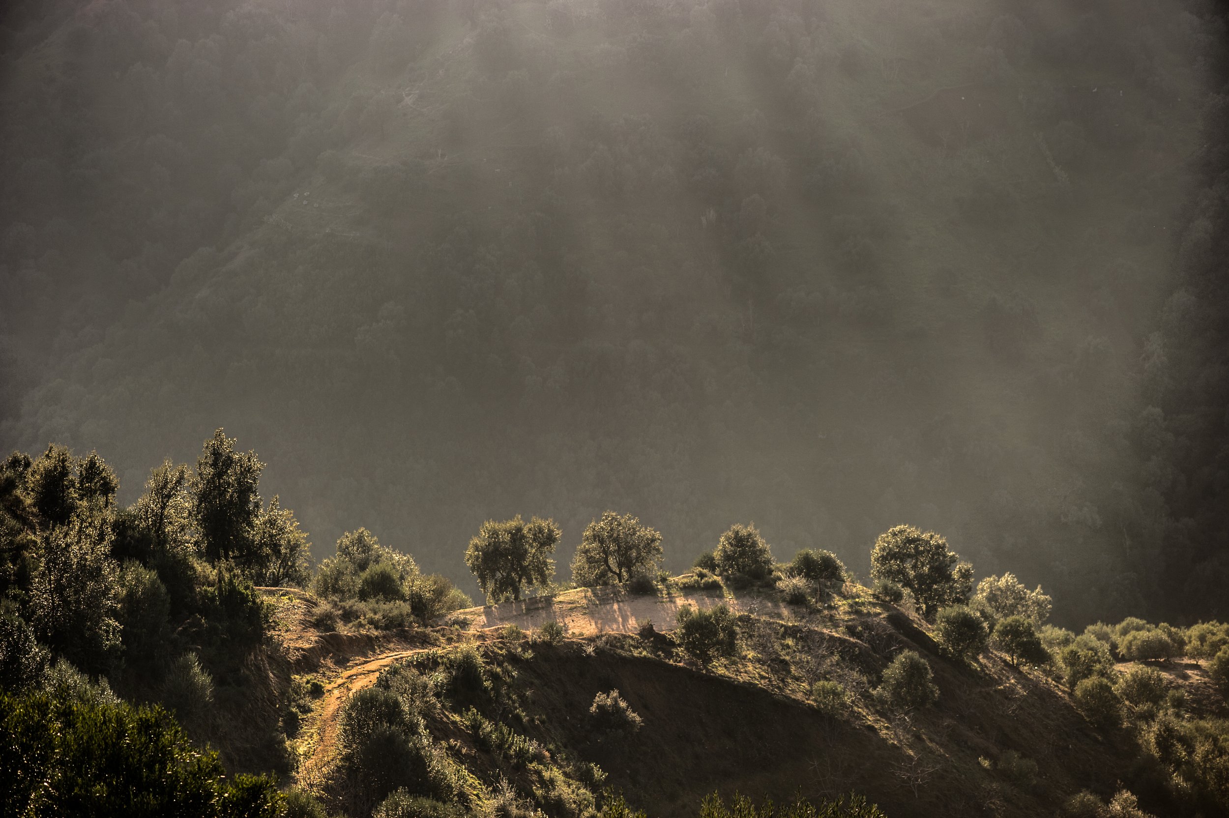 Les Oliviers de Kabylie - Algérie