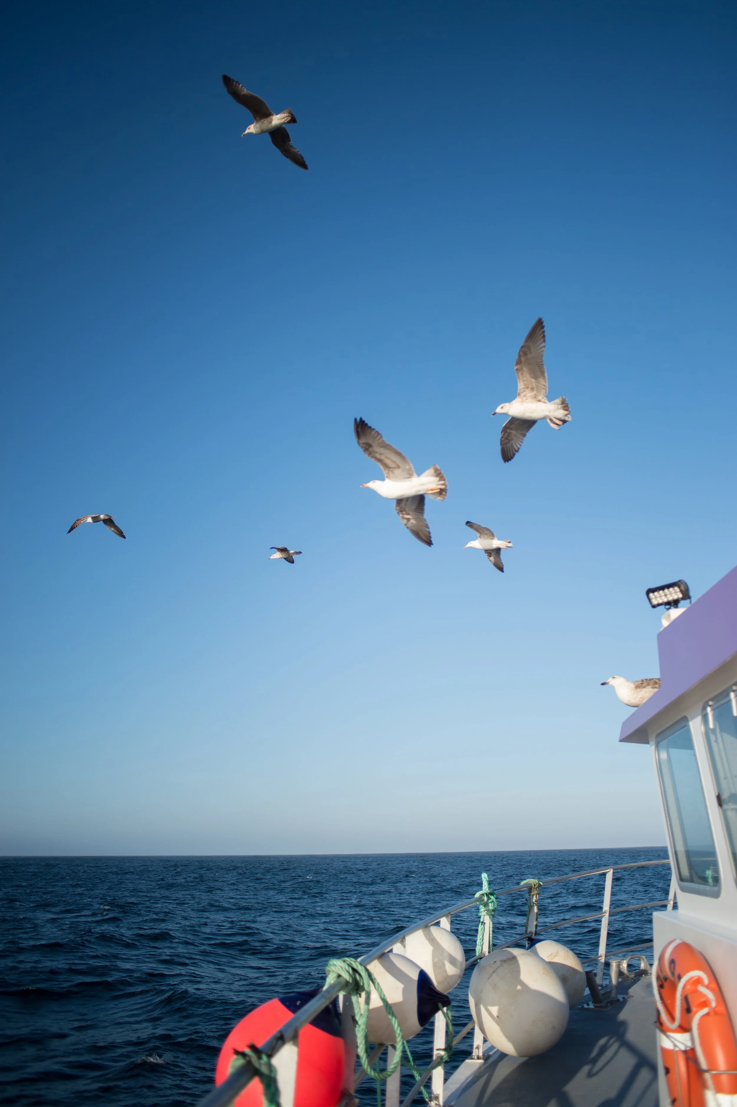 Bassin-Mag "4 jours sur le Hollandais Volant"