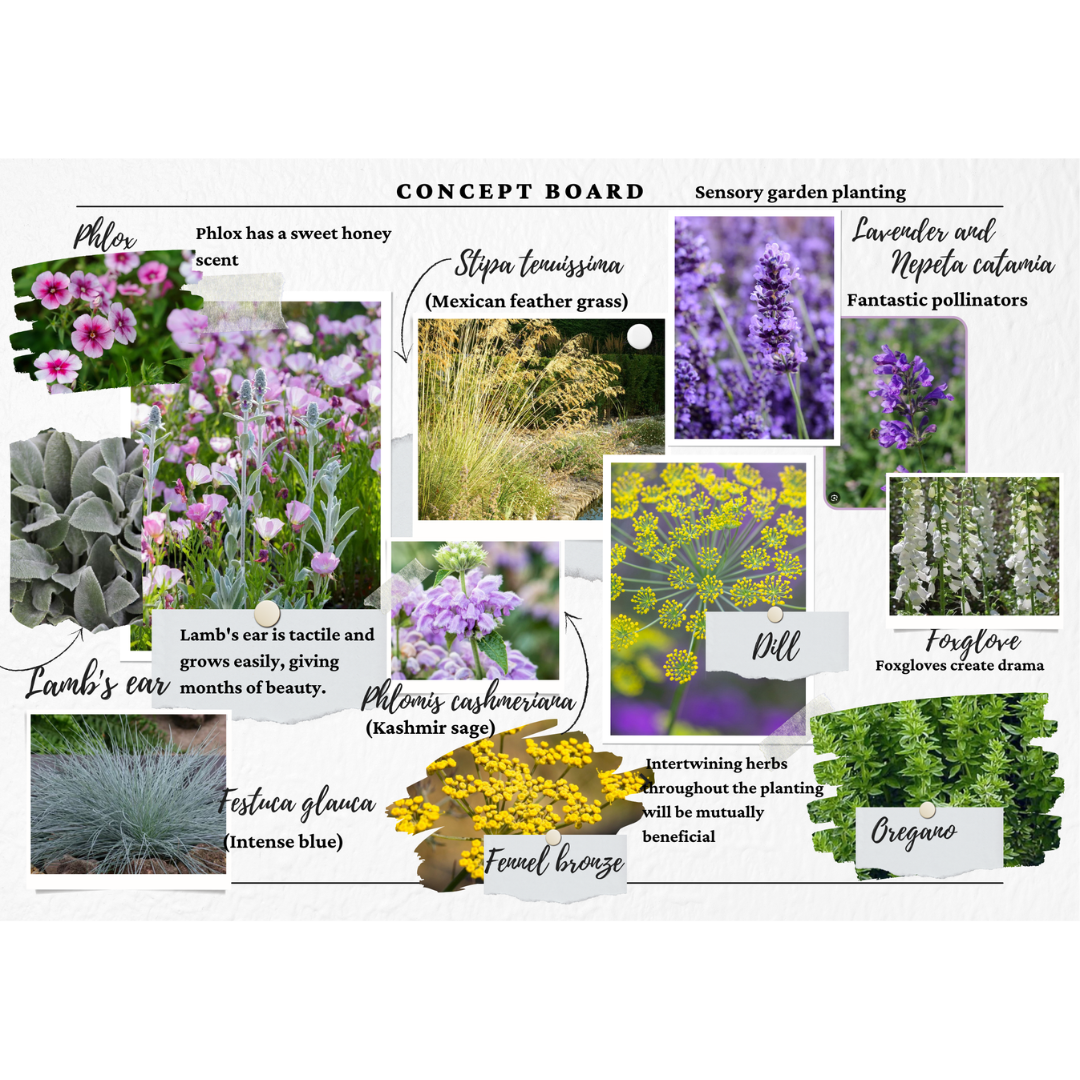 Concept board for sensory garden planting with images and notes of lavender, Nepeta cataria, silence, Lamb's ear, Stipa tenuissima, Phlomis cashmeriana, Festuca glauca, fennel bronze, dill, oregano, and foxglove.