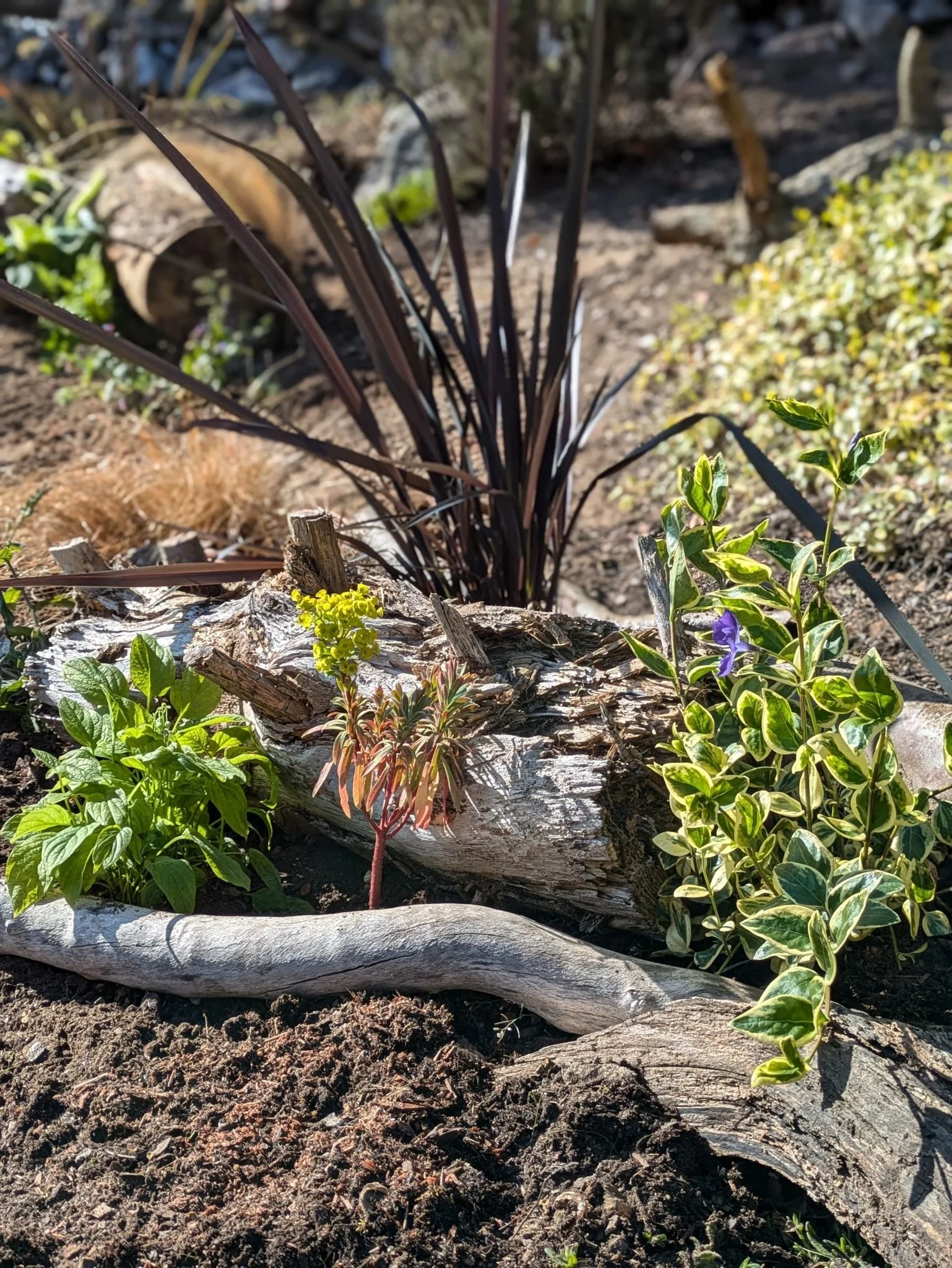 A variety of plants and small shrubs growing around and on a weathered log on soil, with some tall dark grass-like plants in the background.