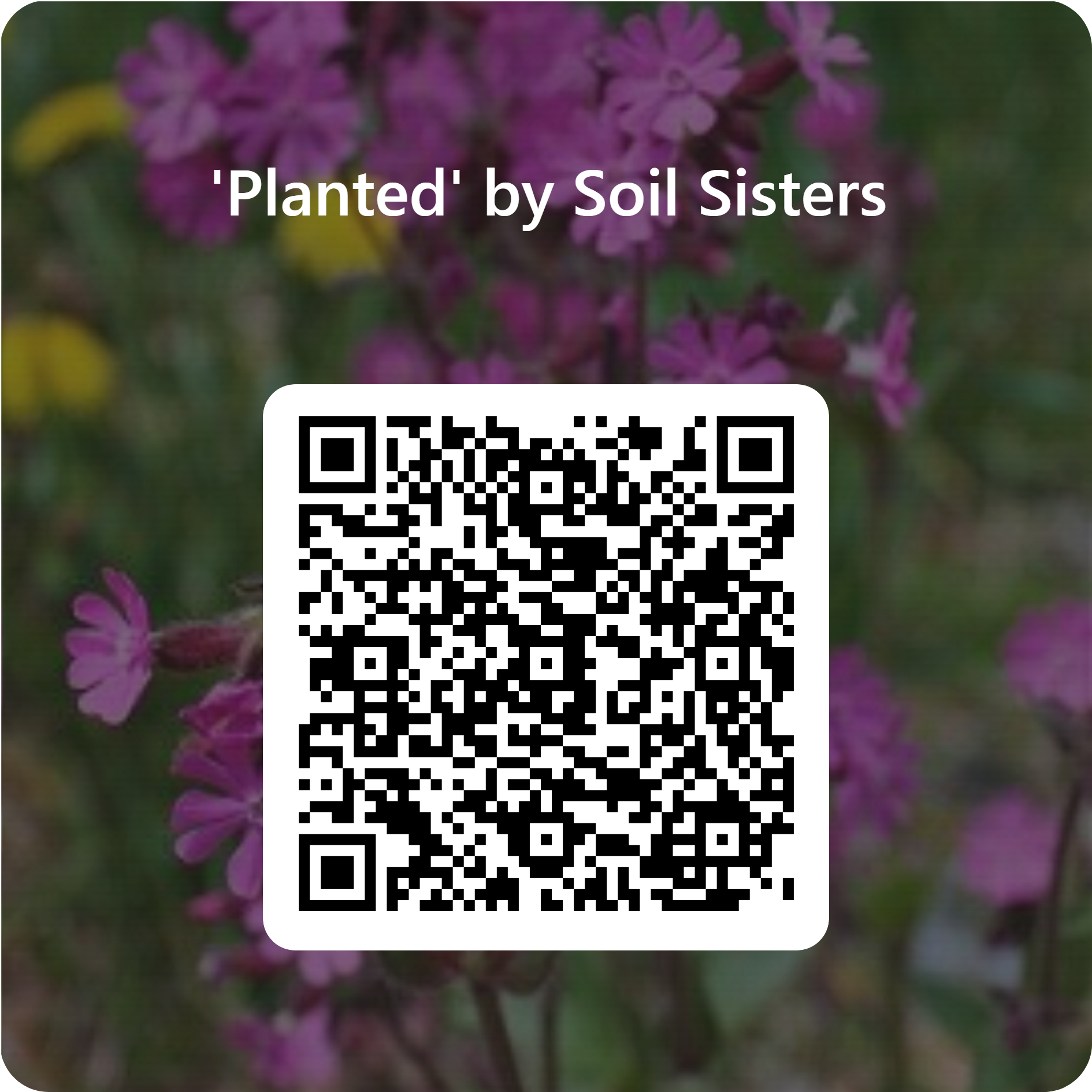 A background of purple flowers with overlay text 'Planted by Soil Sisters' and a QR code.