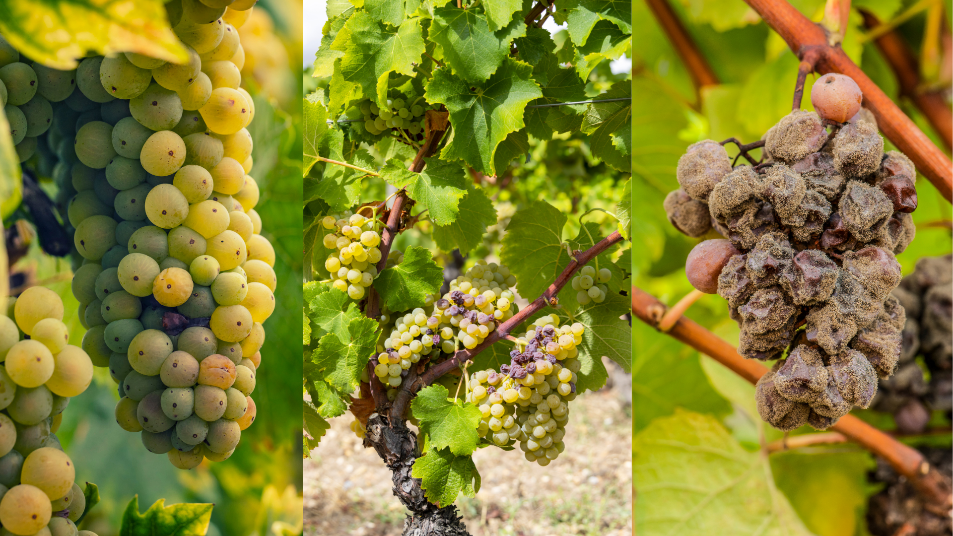 Compilation de trois photos : raisins blancs surmûris sur la vigne, grappes touchées par la pourriture noble (Botrytis cinerea) et baies botrytisées en gros plan