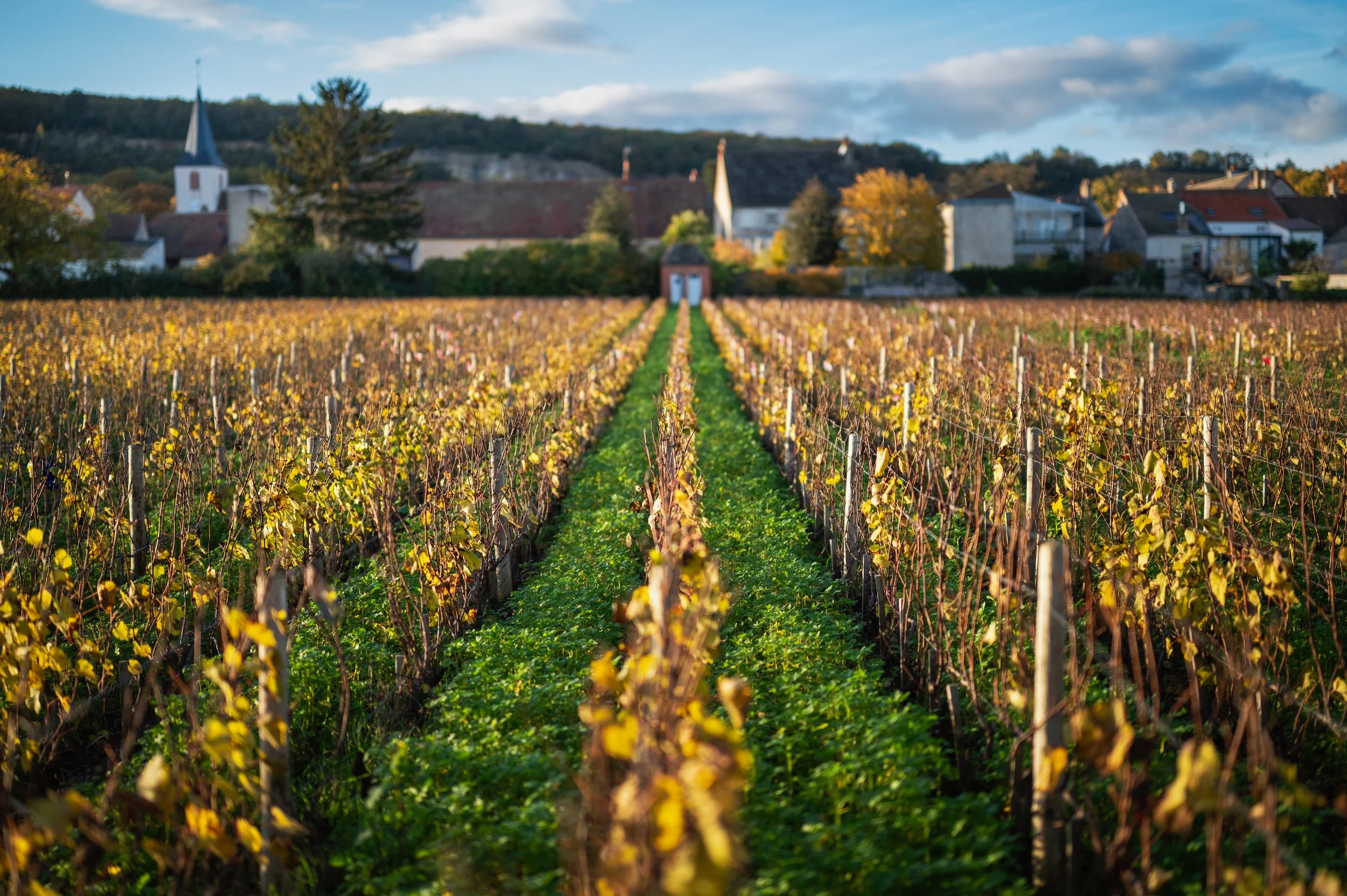 parcelle-chassagne-montrachet-premier-cru-maltroie-automne.jpg (Copy)