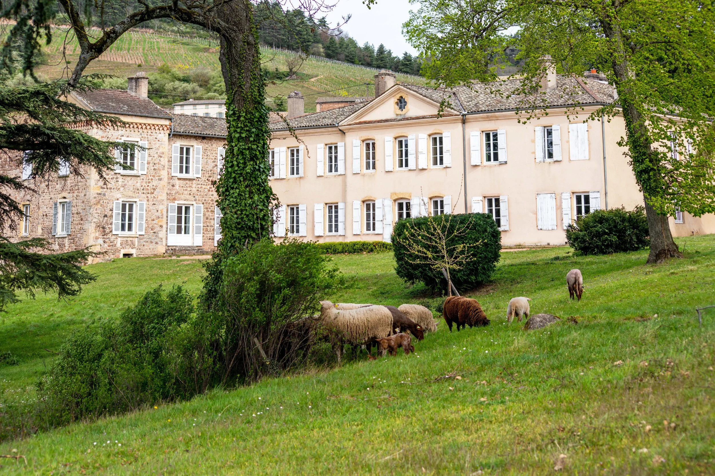 Beaujolais Premier Cru: Fleurie’s Gamble to Break Burgundy’s Monopoly on Rank