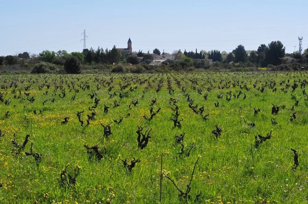 Abandoned Vineyards in the Languedoc: Between Heritage, Climate and Economic Reality