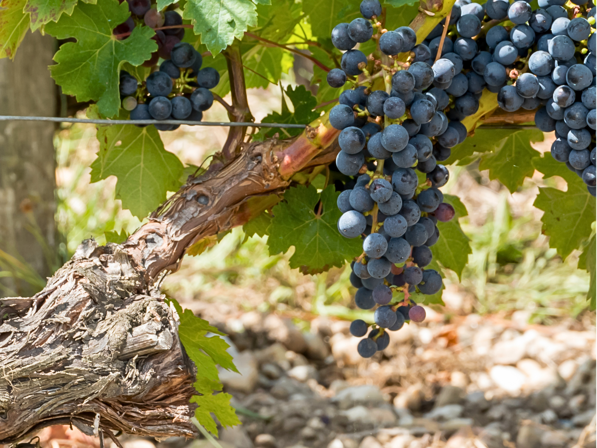 vine and black grape