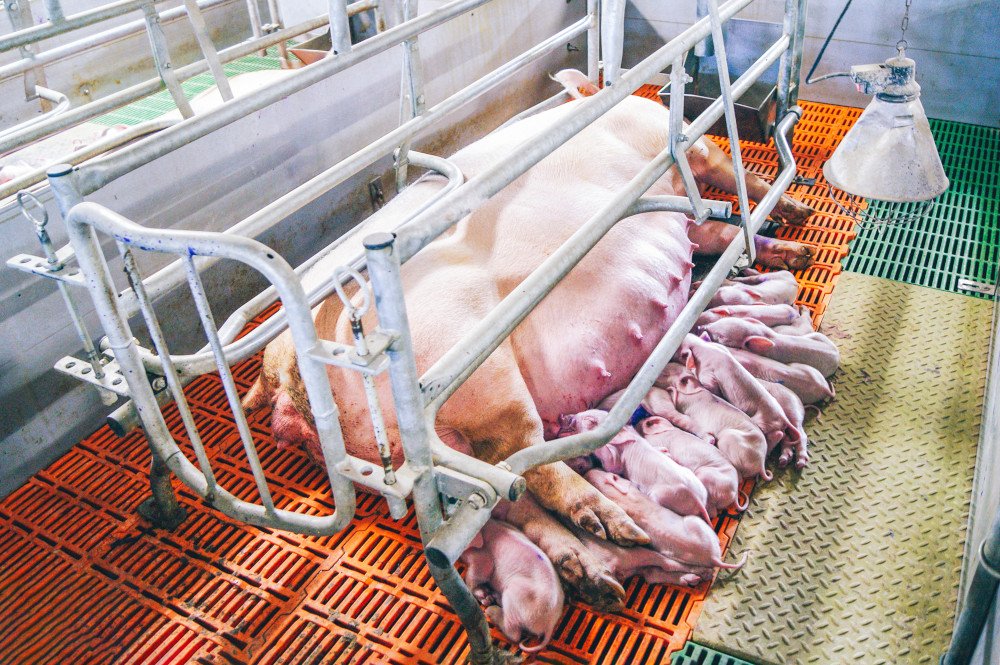 farrowing-crate-sows.jpg