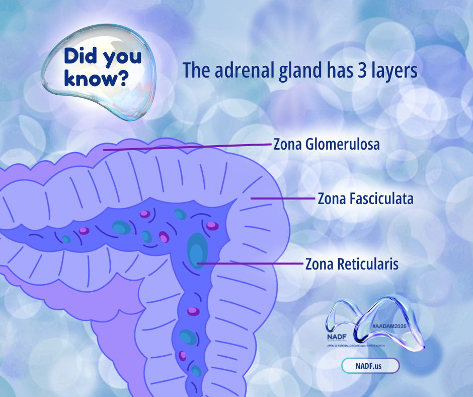 An illustration of a bisected adrenal gland with text that reads, "Did you know? The adrenal gland has 3 layers: Zona Glomerulosa, Zona Fasciculata, Zona Reticularis. NADF".