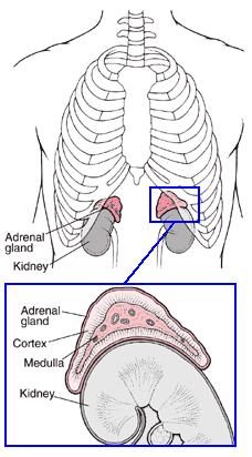 A medical illustration of the kidneys in context of the ribs and in close up.
