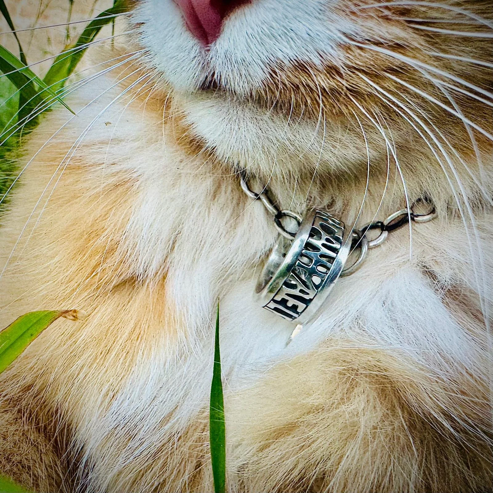 Close up of a ginger cat's face and chest, the wears a chunky silver chain with an anglo Saxon and vikings inspired ring on it.