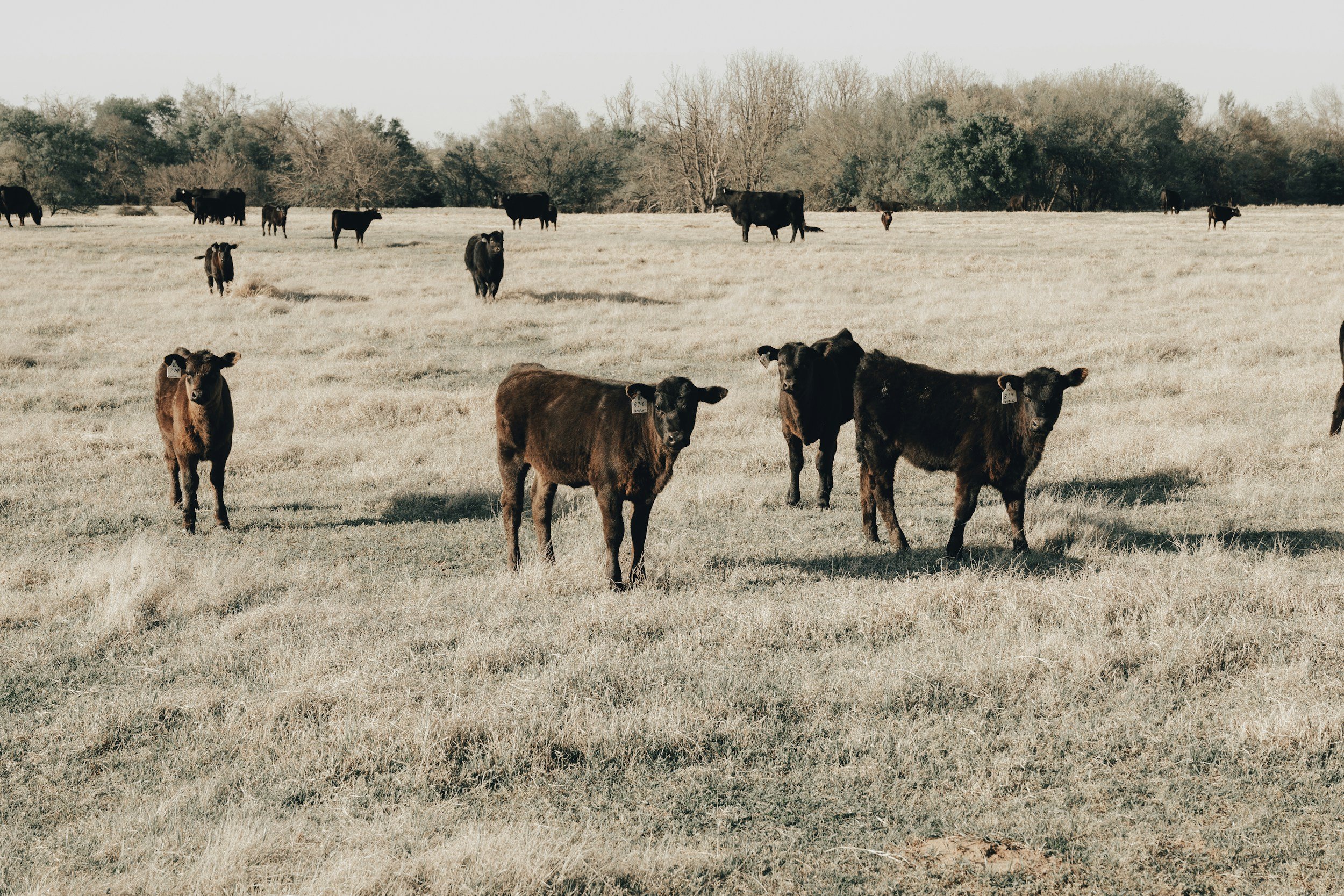 Why You Should Be Banking With Cattleman’s Bank