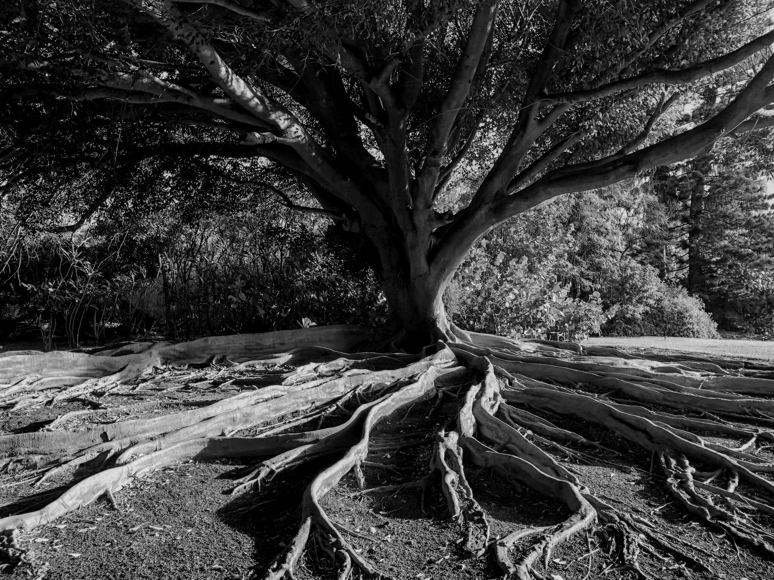 Black and white photo of a large tree with sprawling roots extending over the ground.