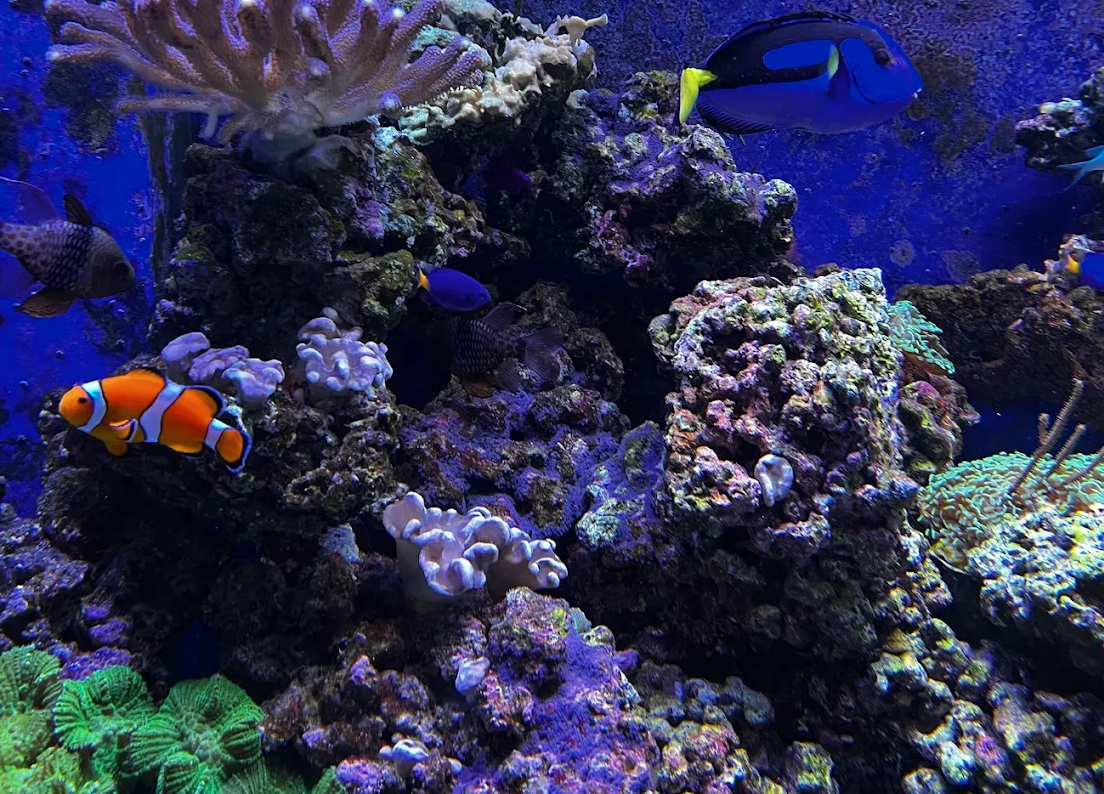 🔬 Roper Mountain Science Center: Greenville’s Hub for Curious Kids