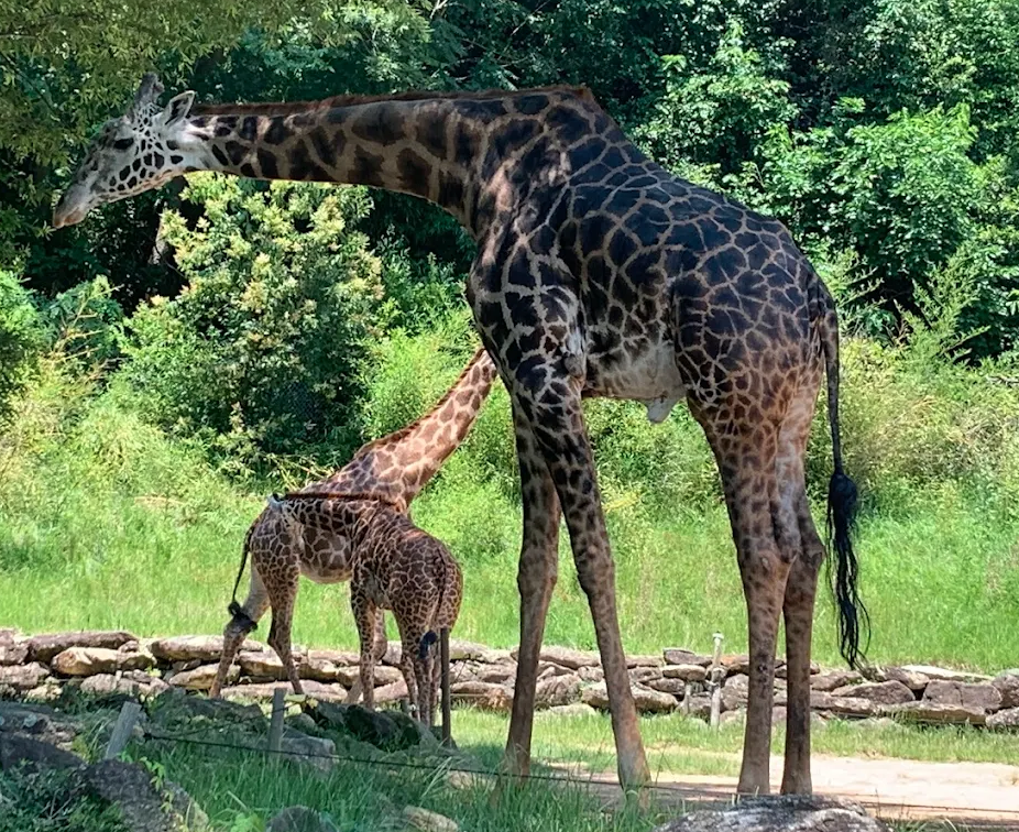 🦒 Greenville Zoo: A Wild Family Adventure