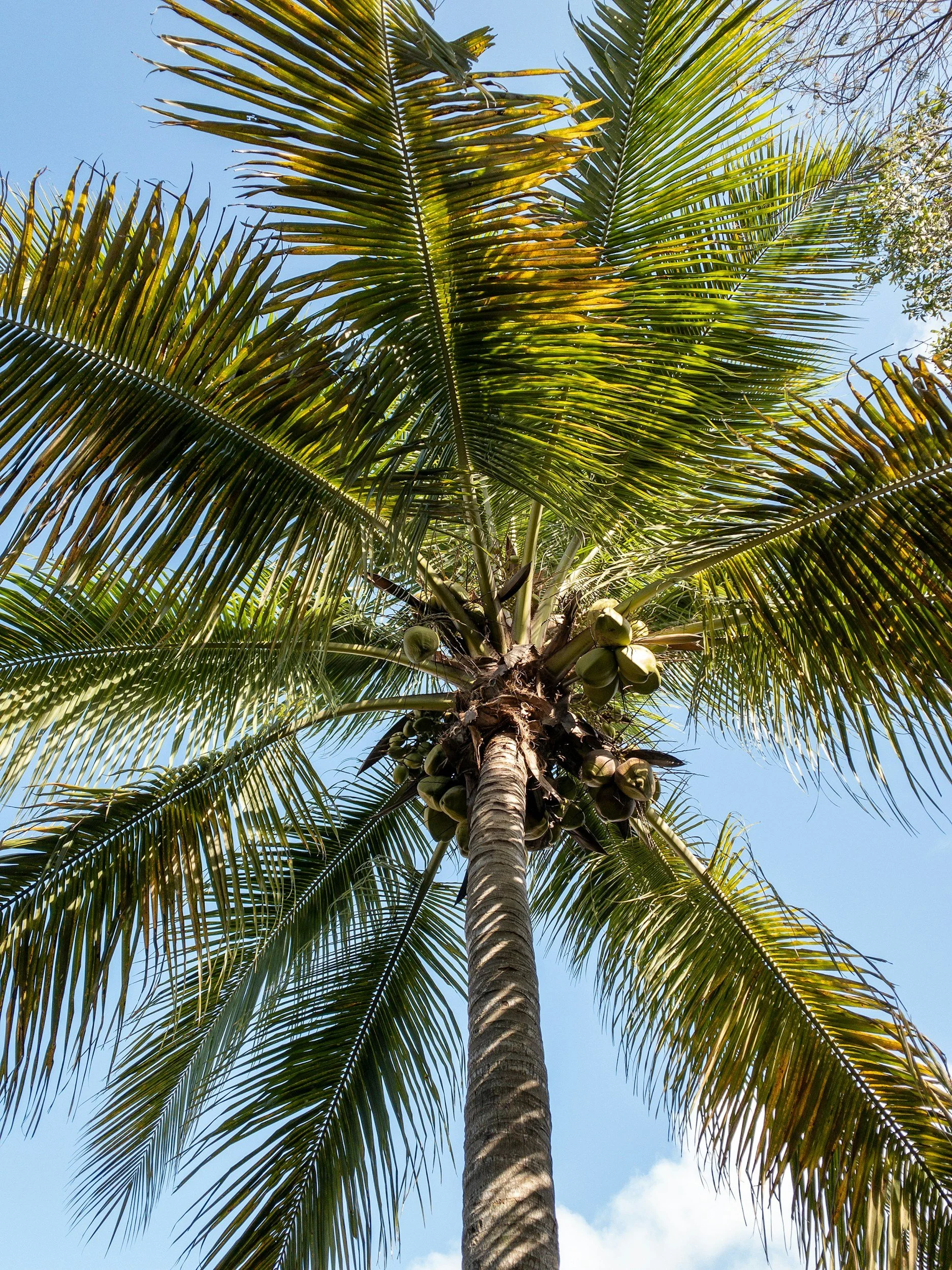Low-angle view of a coconut palm tree with green coconuts, long fronds, and a clear blue sky in the background.