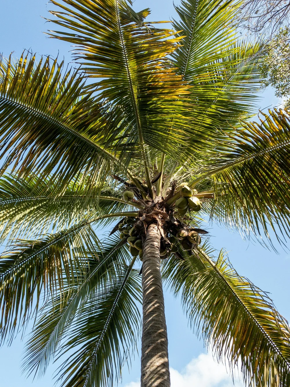 Landscape professional program