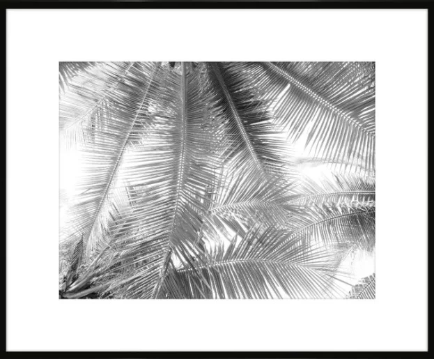 Black and white photograph of palm tree leaves overlapping each other.