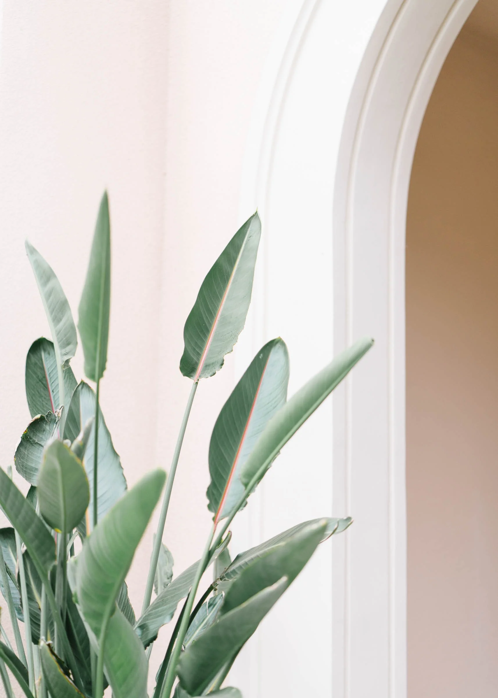 Indoor green plant with large elongated leaves near a white wall and an arched doorway.