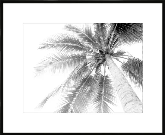 Black and white photo of a tall palm tree with large fronds viewed from below.