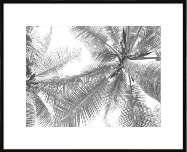 Black and white photo of palm trees viewed from below, showing the trunks and fronds against the sky.
