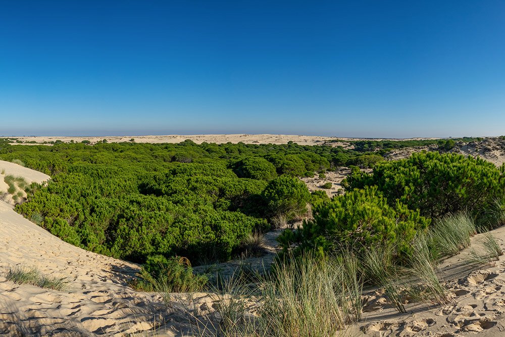 Doñana