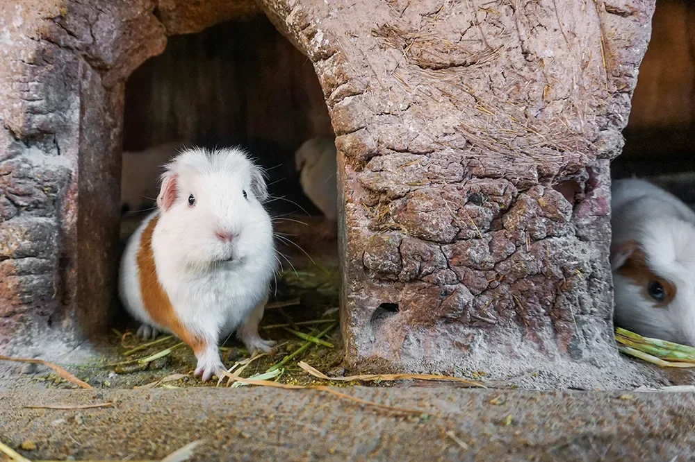 Meerschweinchen