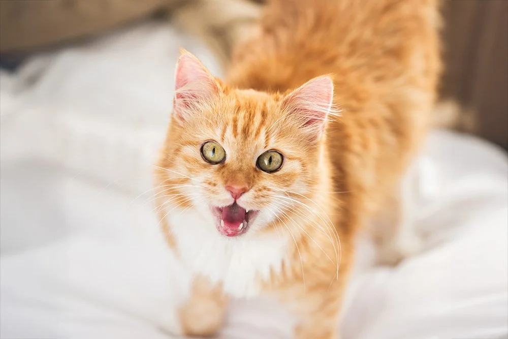 Katze auf Bett