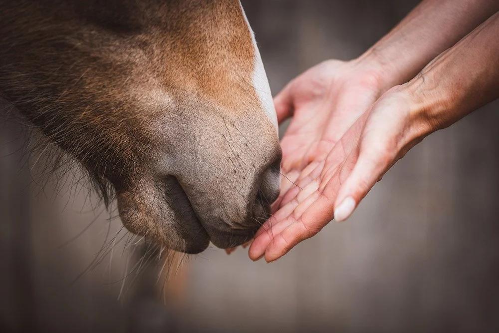Nüstern eines Pferdes