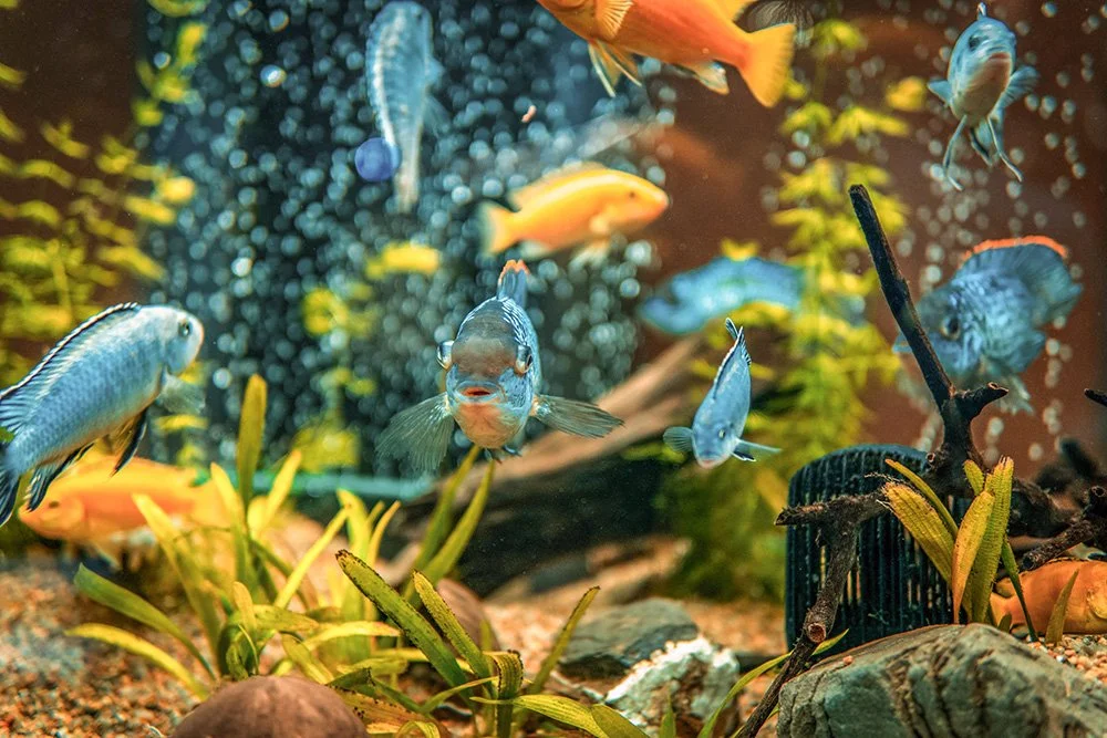 Fische im Aquarium
