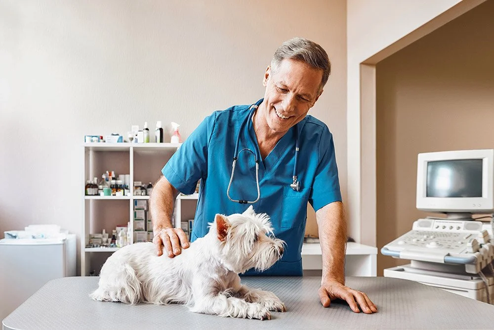 Hund beim Tierarzt