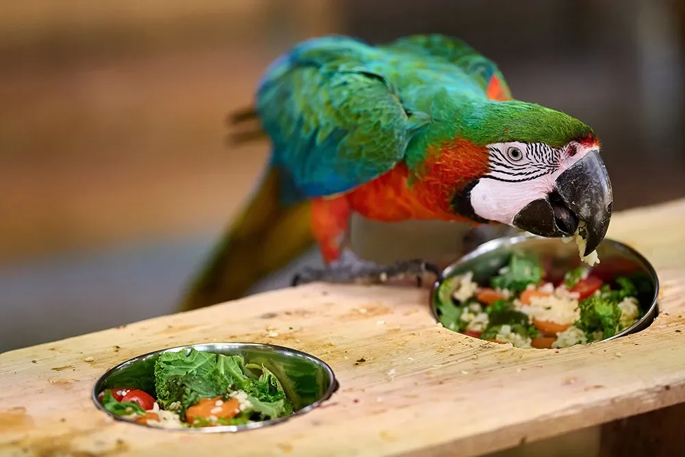 Ernährungskonzepte für Ziervögel