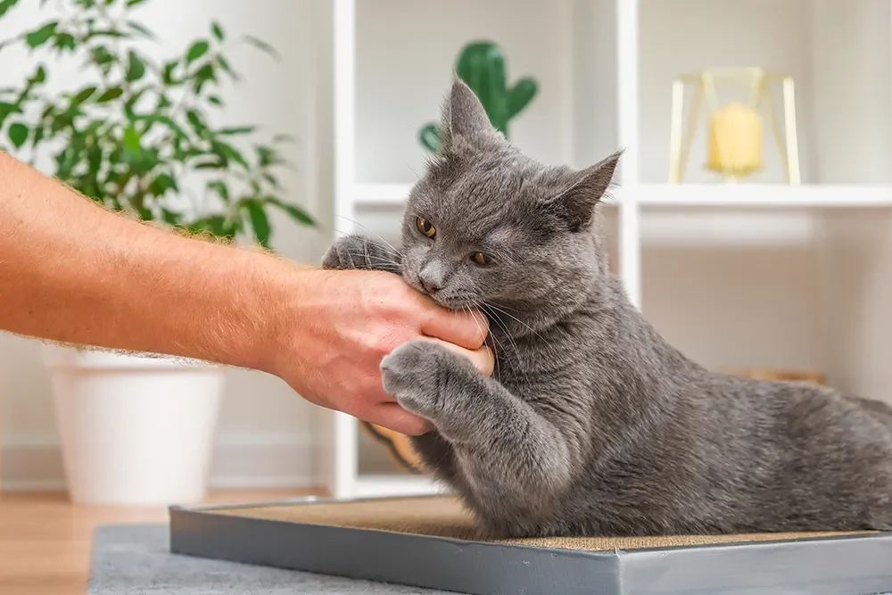 Katze beisst sanft