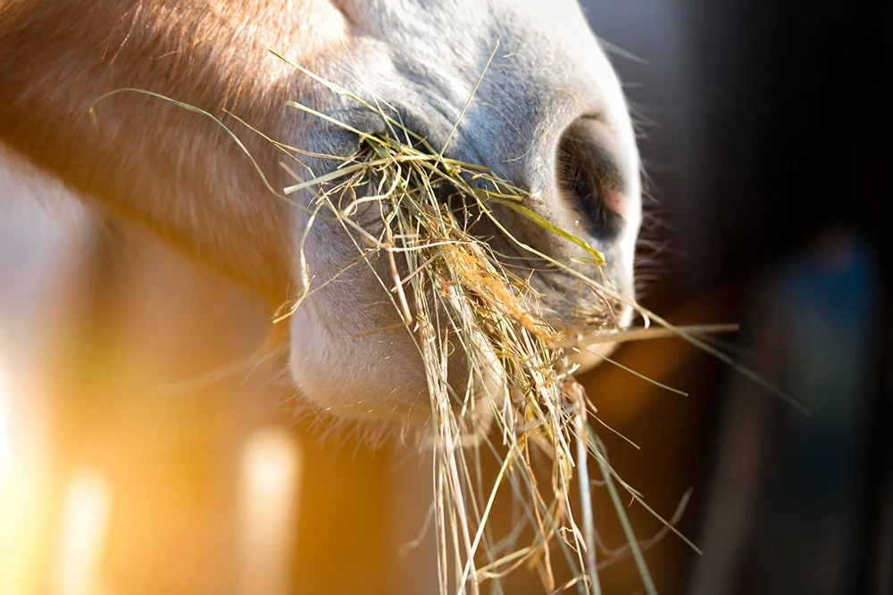 Pferd mit Heu im Maul