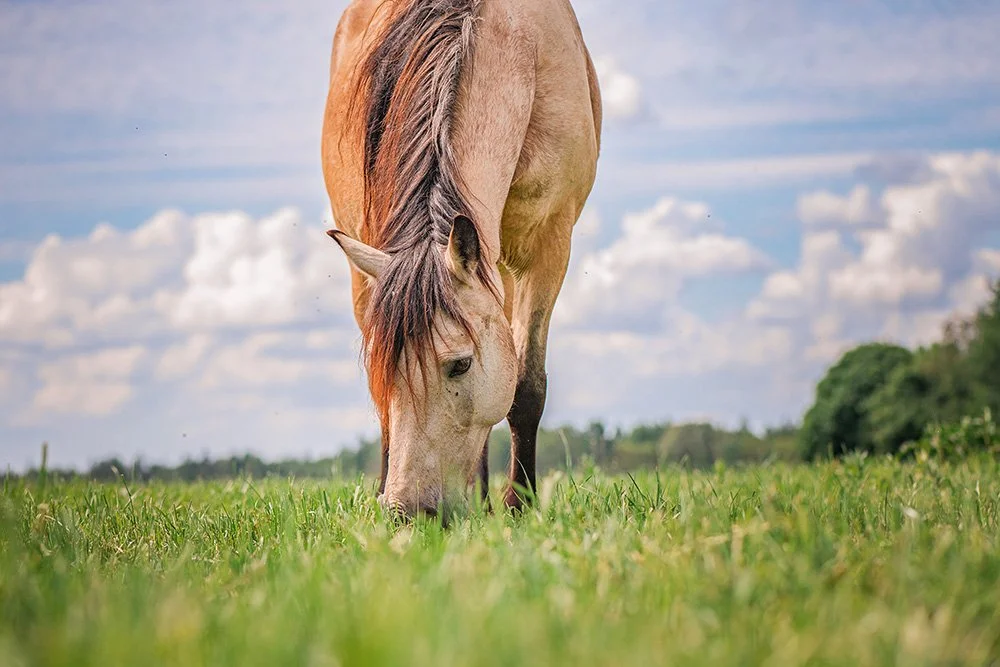 Pferd
