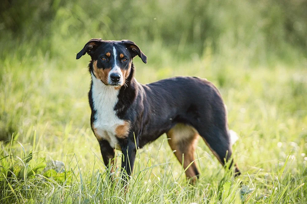 Appenzeller Sennenhund
