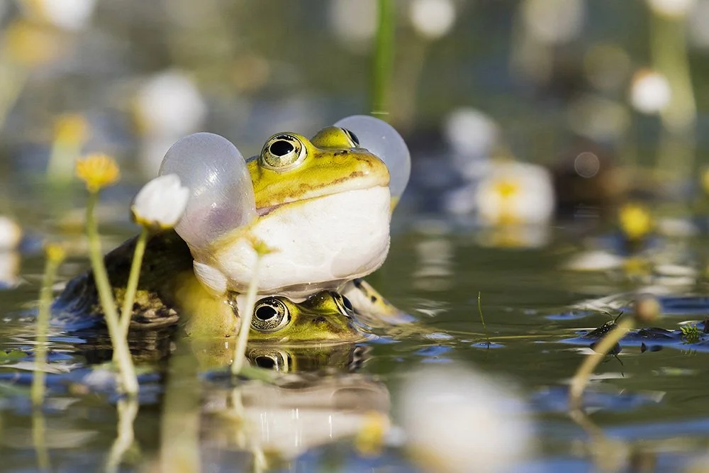Frosch