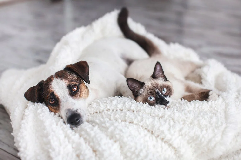 Katze und Hund in Decke