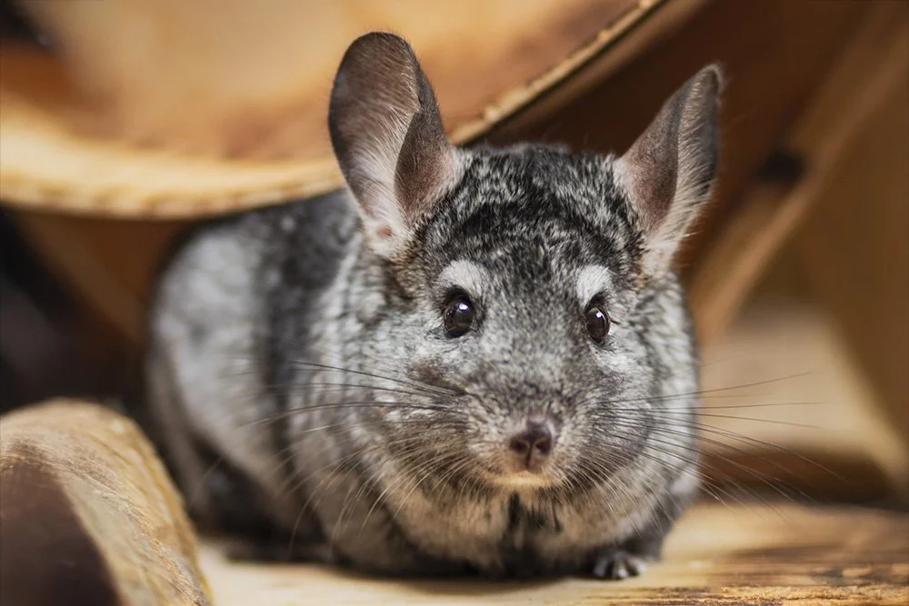 Chinchilla